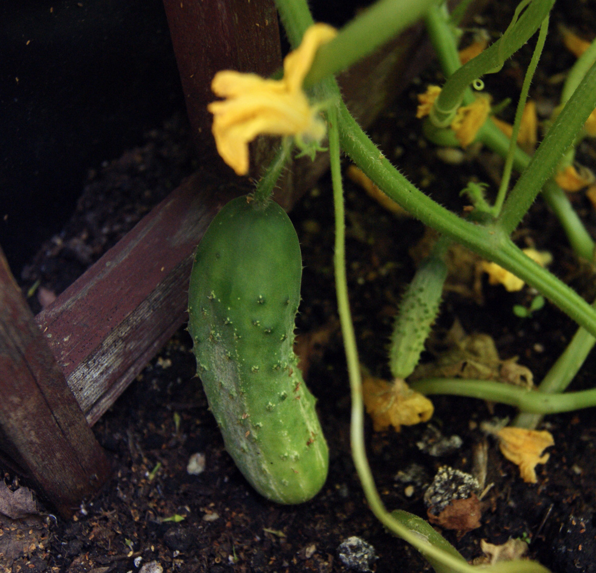 Container Garden Cucumber